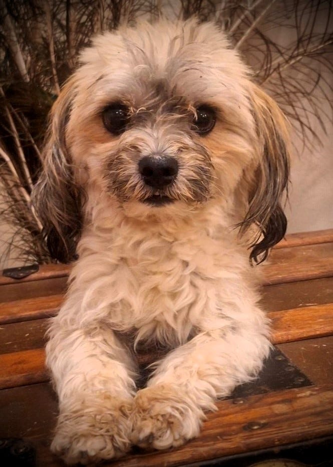 Pet of the Week: Lil' Ricky is a small guy who loves to give kisses