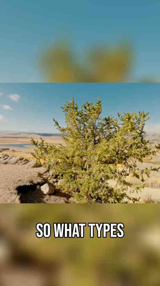 Cowboys & Beer What They Drank in the Wild West