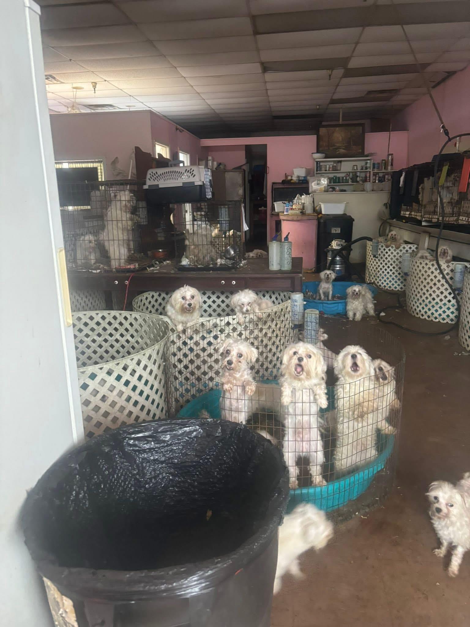 Suspected puppy mill shut down, hundreds of Maltese dogs rescued from