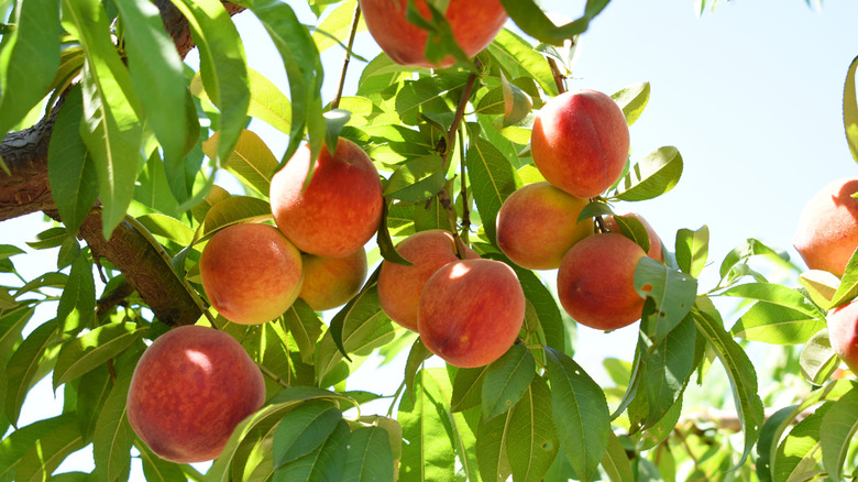 The State That Produces The Most Peaches Isn't Georgia