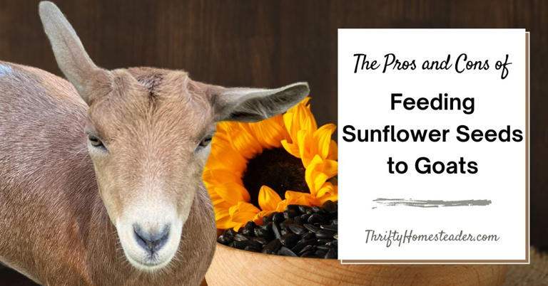 The Pros and Cons of Feeding Sunflower Seeds to Goats