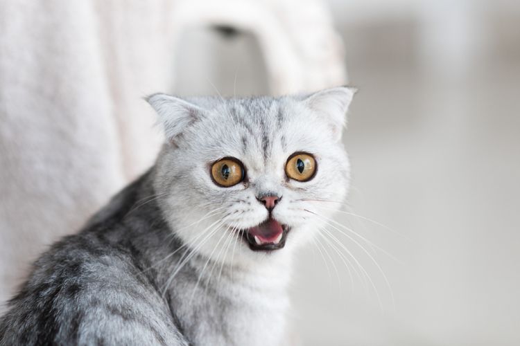 Ini 15 Bau yang Tidak Disukai Kucing, Wajib Dihindari supaya Anabul Betah Tinggal di Rumah
