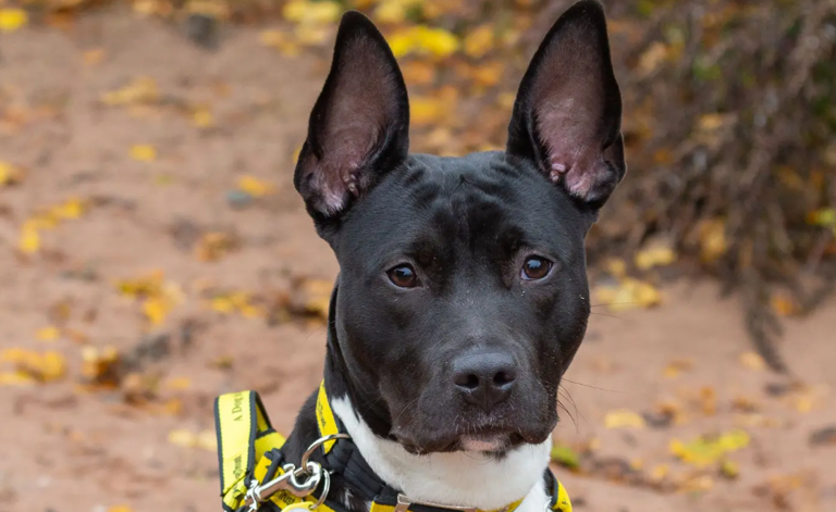 15 loving dogs looking for forever homes in Nottinghamshire and the ...