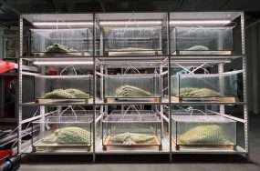 These new building materials are alive, photosynthetic— and carbon hungry