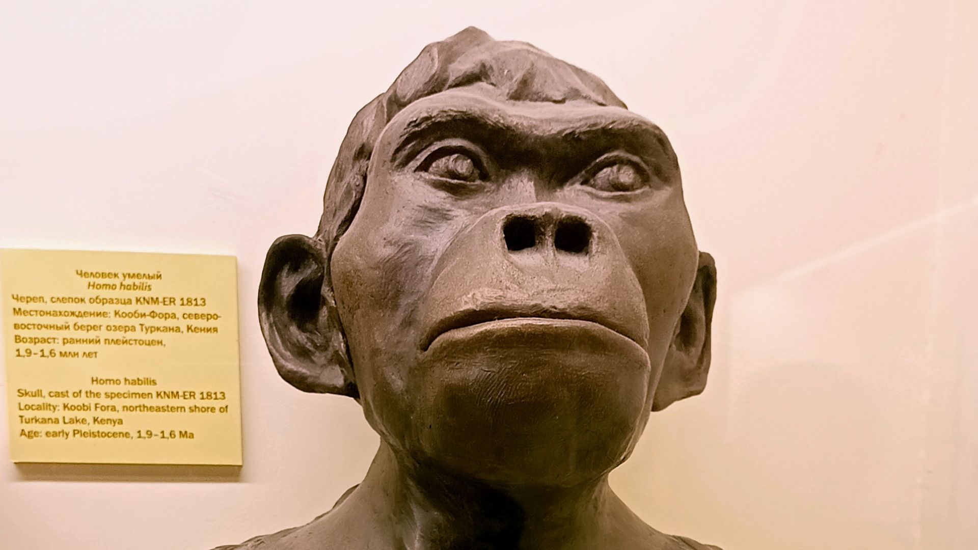 We weren't the first human species, and fossil remains prove that other ...