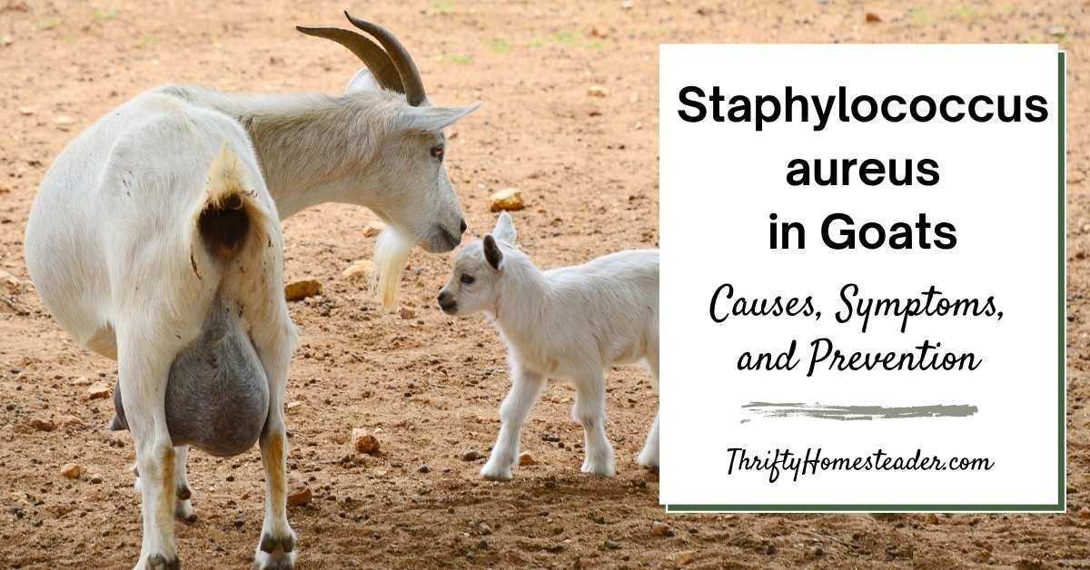 Staphylococcus aureus in Goats: Causes, Symptoms, and Prevention