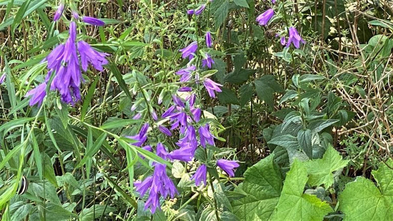 Remove invasive creeping bellflower from your yard