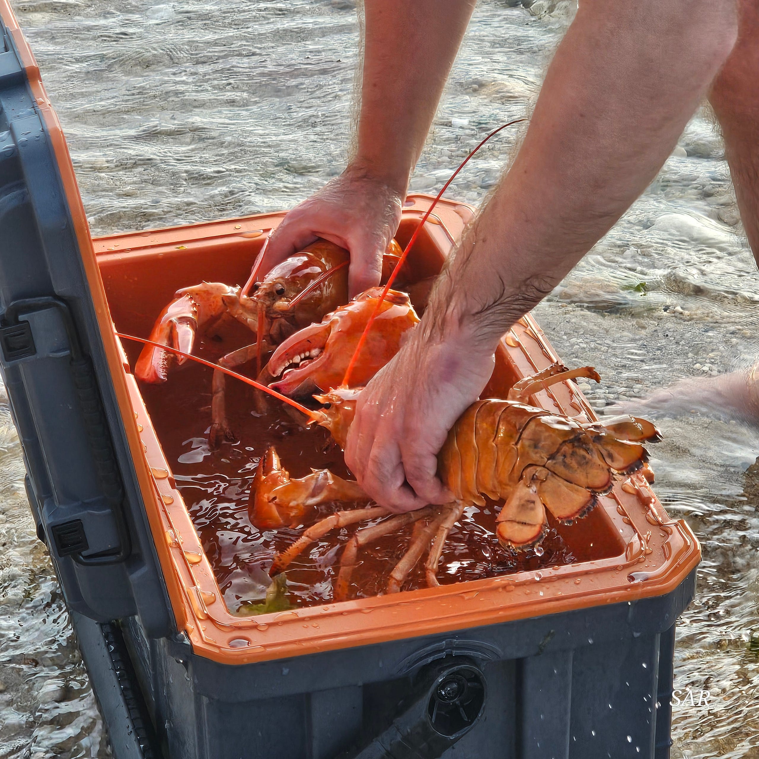 3-in-90-million orange lobsters returned to Long Island Sound after ...