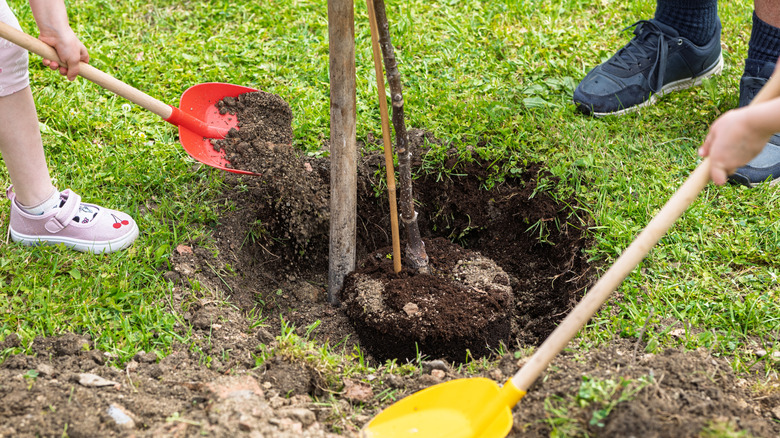 What You Should Know Before Trying To Grow A Walnut Tree