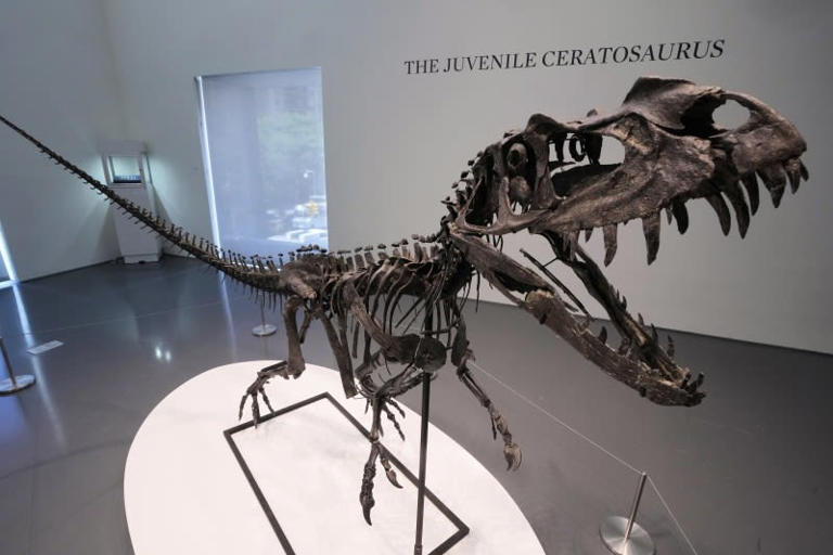 A mounted juvenile Ceratosaurus skeleton is displayed at Sotheby's in New York on July 9. ©AP Photo/Richard Drew
