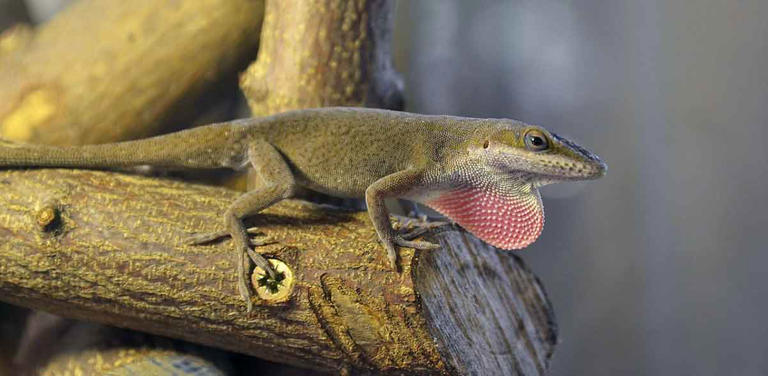 What is a Dewlap? Understanding its Surprising Purpose