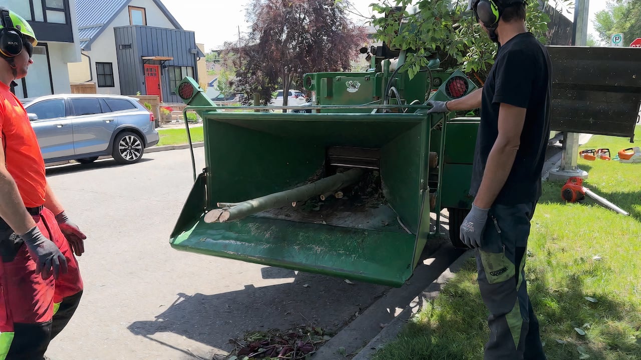 Calgary arborists still busy cleaning up damaged and downed trees after ...