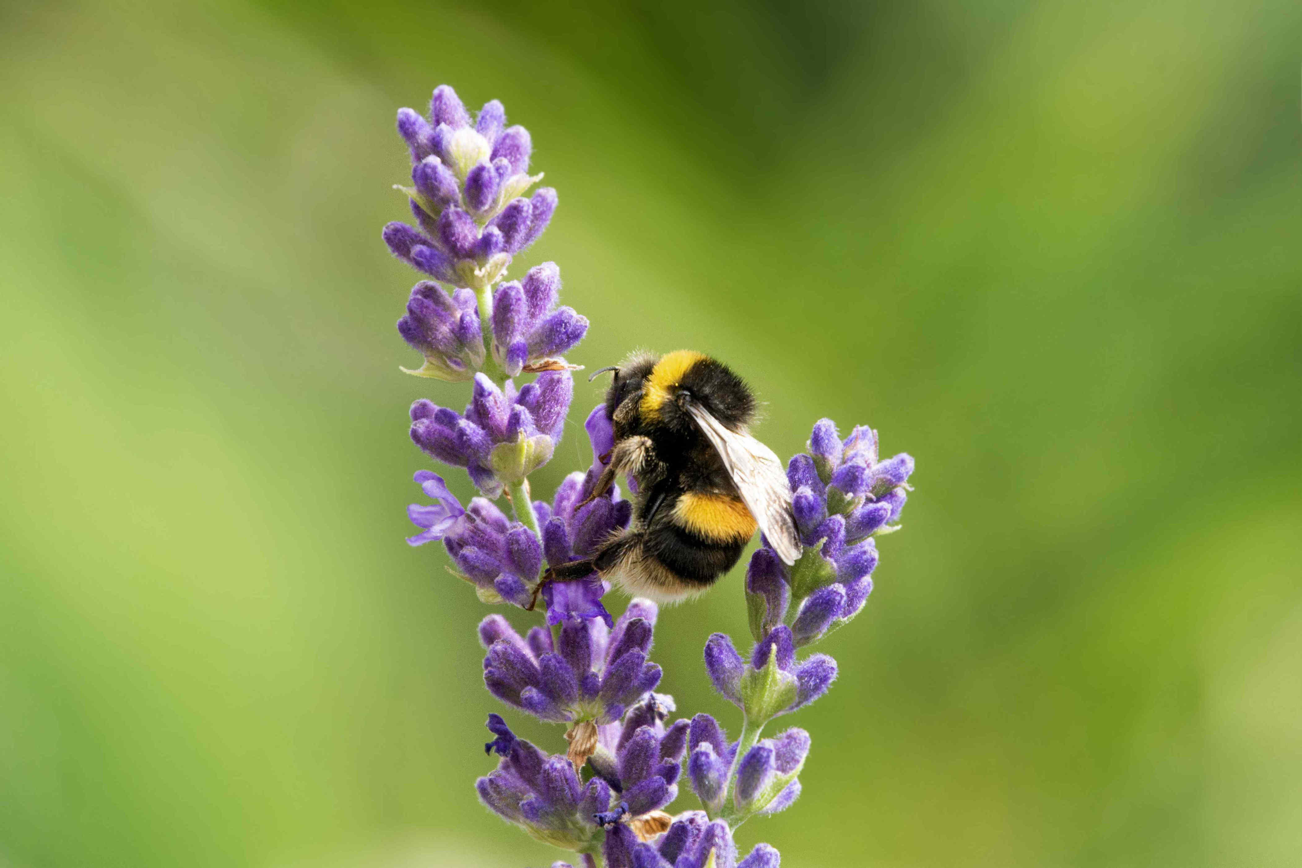 How to make your garden a safe haven for bees—and help your plants thrive