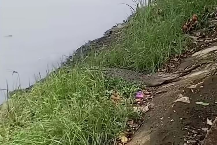 Buaya Muncul di Kali Sekretaris Daan Mogot Jakarta Barat, Bikin Warga Panik dan Tangkapan Ikan Pemancing Turun