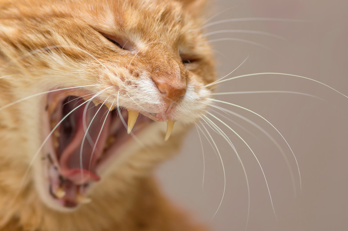 Orange Cat Singing Along to AC/DC Is a Whole Rock Star Vibe