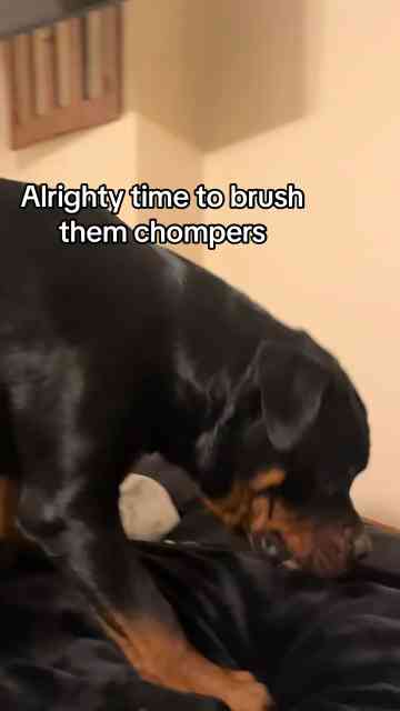 How to Keep Your Rottweiler’s Teeth Clean & Healthy?