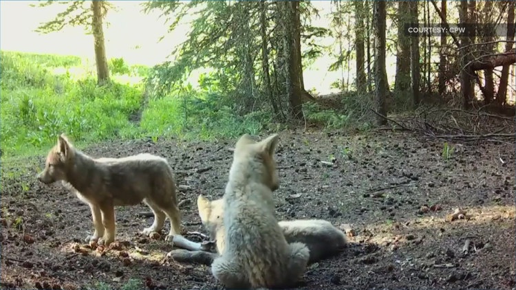 New wolf pack confirmed in Colorado: Piney Ridge Pack