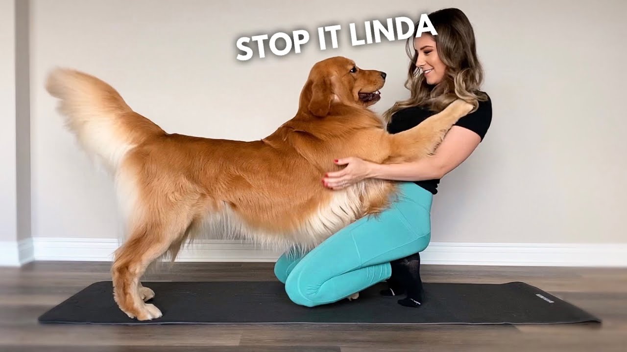 Funny Golden Retriever Interrupts Workout Routine