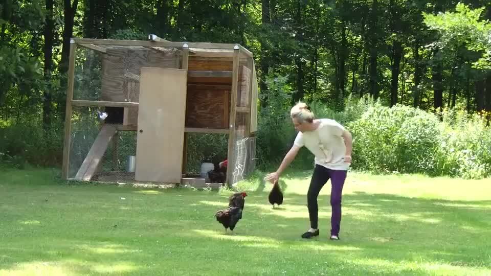 Chickens Get Unruly With Owner