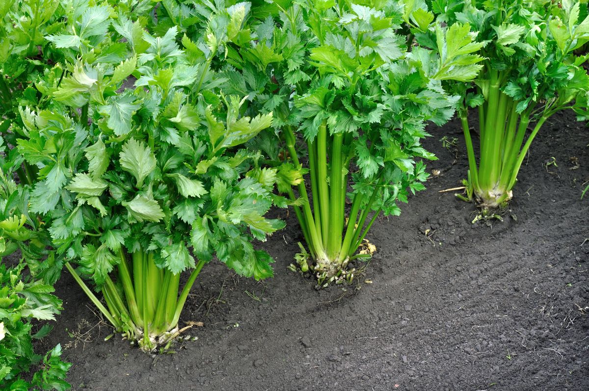 8) Celery