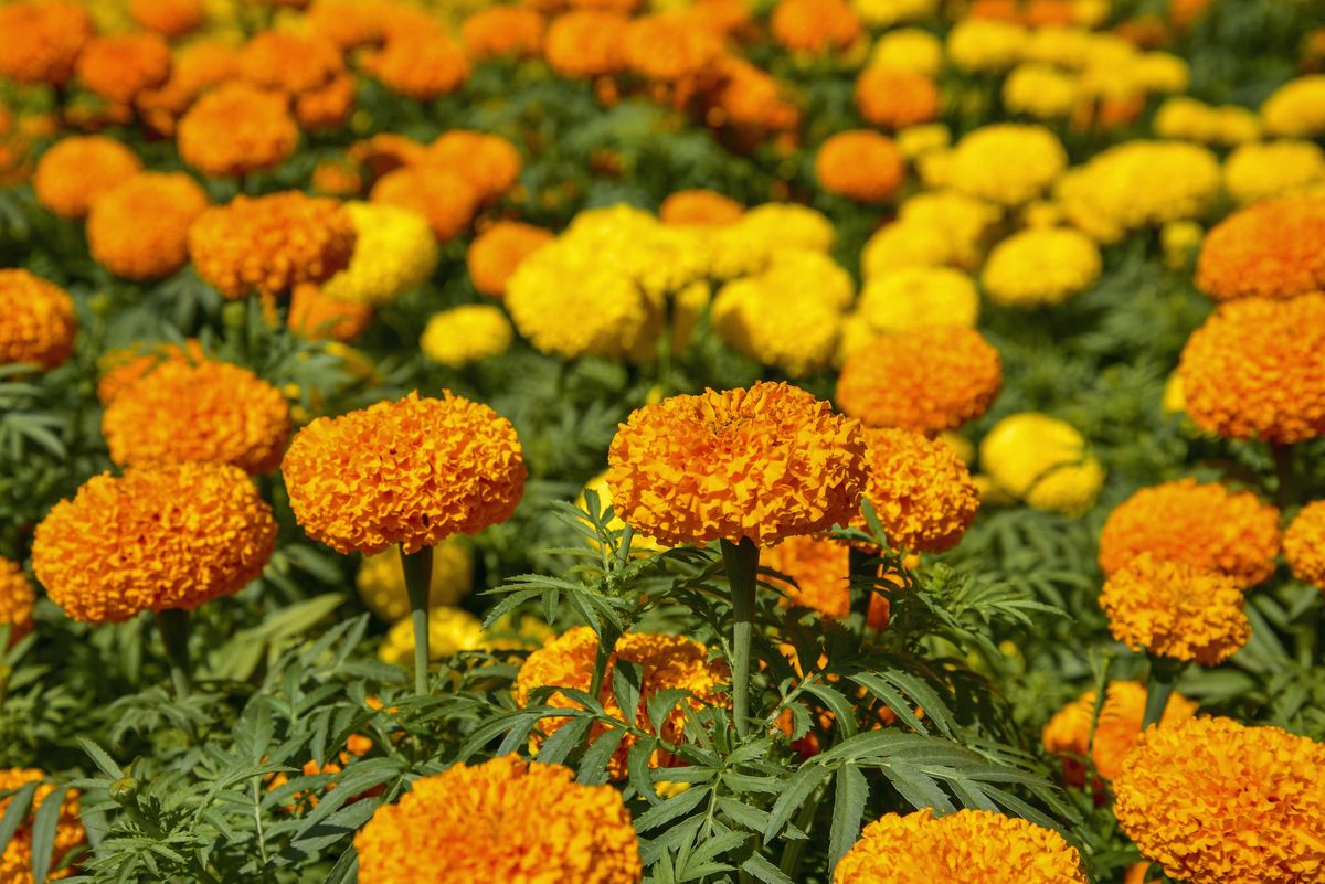 3) Marigolds