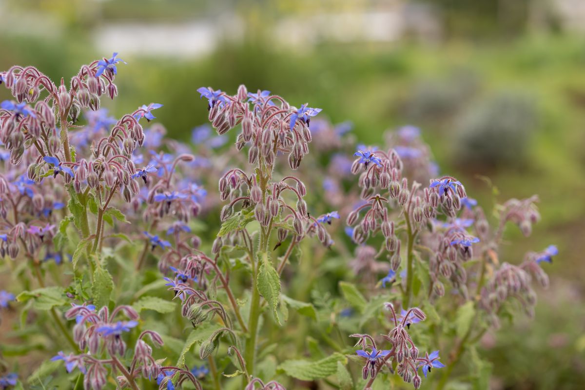 10) Borage
