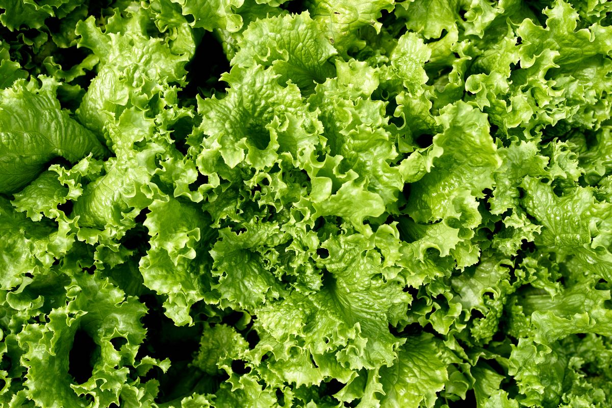 7) Lettuce