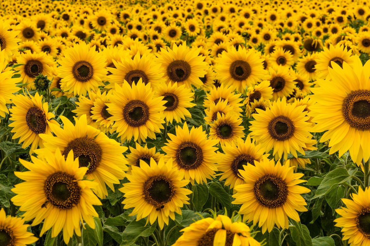 6) Sunflowers