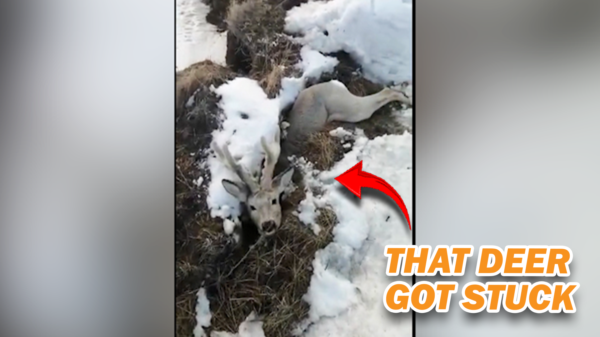 Animal Rescue Caught on Camera – Real Help in Action
