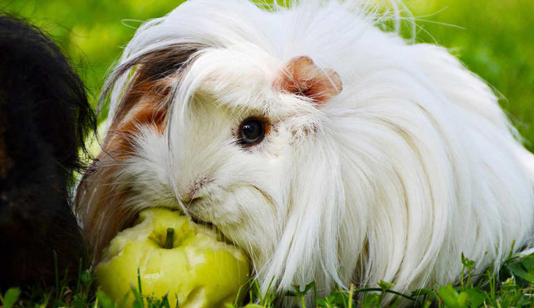 Picture of 5 Most Unique Guinea Pig Breeds