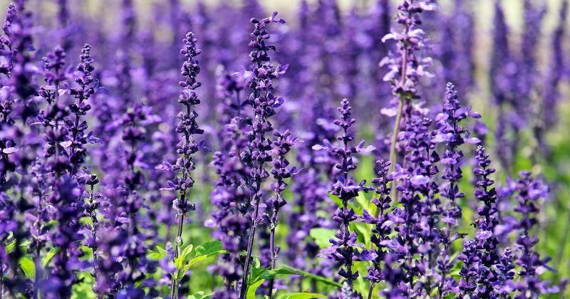 10 Tanaman Aromatik yang Mengharumkan Rumah, Termasuk Lavender dan Mint