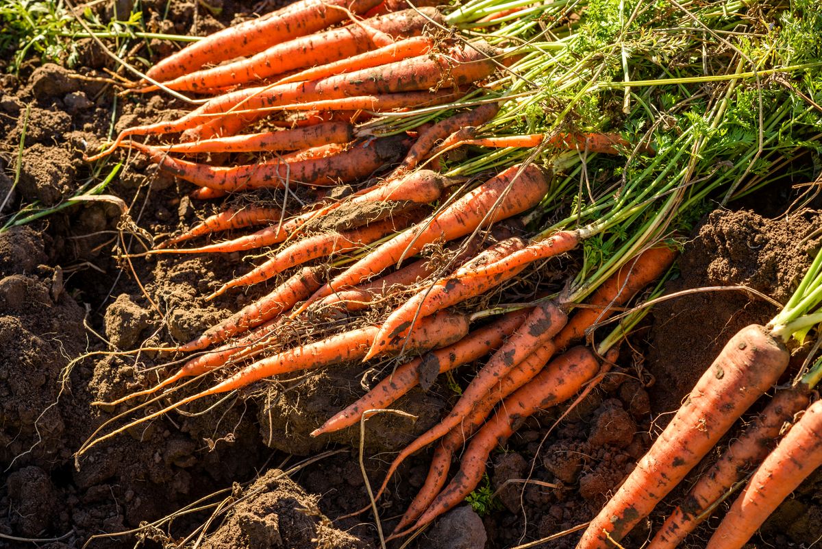 9) Carrots