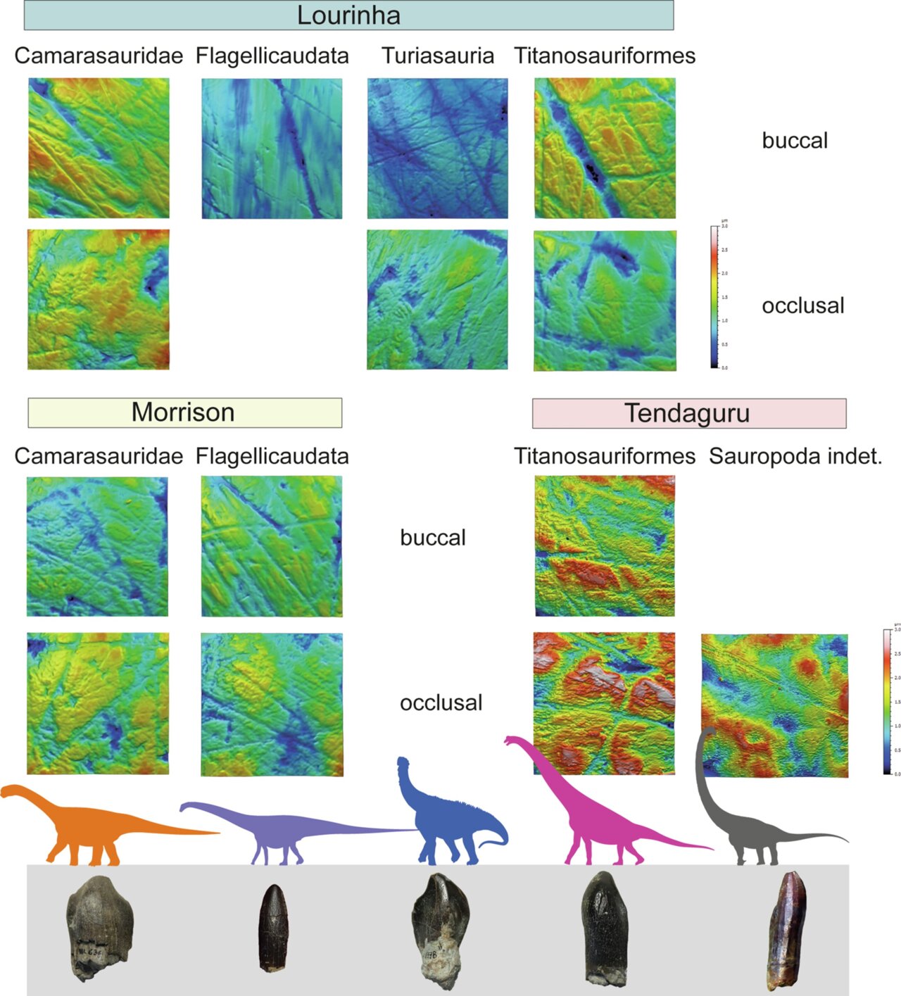 What dinosaur teeth reveal about life 150 million years ago