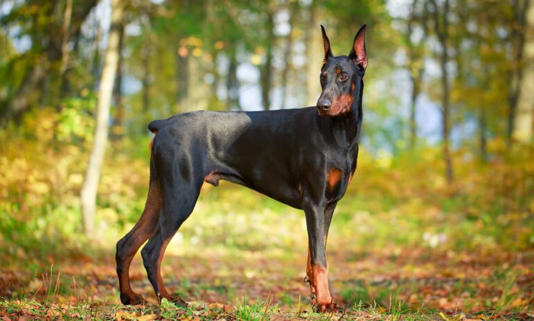Doberman em campo/ Foto: chewy