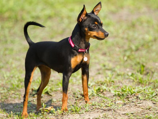 Pinscher em campo/ Foto: spotpet