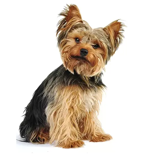 Yorkshire em fundo branco/ Foto: chemitec