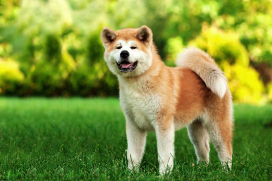 Akita em campo verde/Foto: thesprucepets