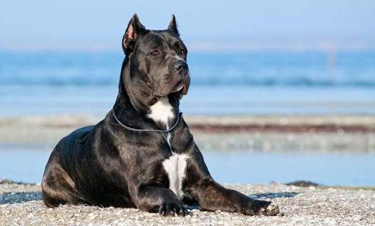 Cane Corso deitado na praia/ Foto: Chewy