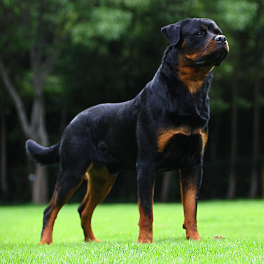 Rottweiler em campo/ Foto: rottweilerdebedia