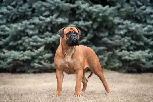 Bullmastiff em campo/ Foto: Pupvine