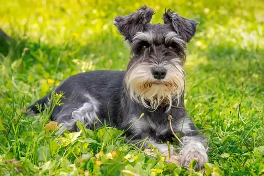 Schnauze miniatura em campo deitado/ Foto: nfnatcane.es