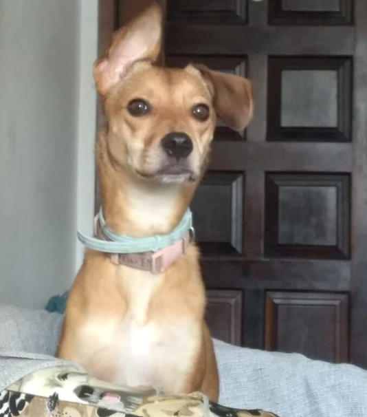 Pitaya, vira-lata caramelo em sua casa cumprindo a função de protetora/ Foto: Arquivo pessoal