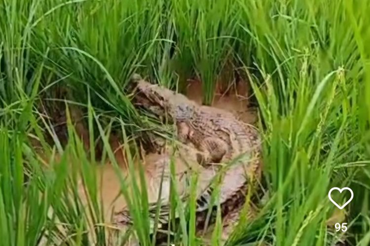 Viral Buaya Berkeliaran di Sawah di Bantargebang Bekasi dan Bikin Heboh, Ternyata Peliharaan Warga yang Kabur dari Kandang