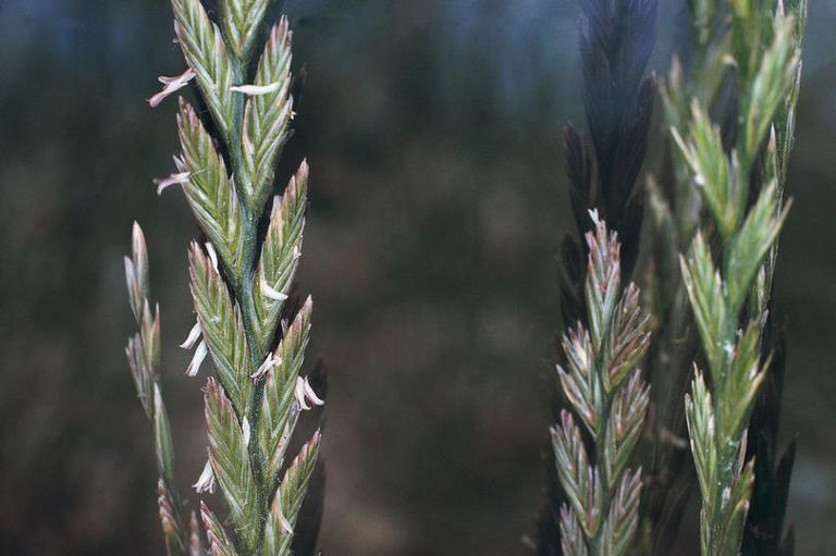 Dangers Of Sweet Grass To Small Breeds Reference: Scots Dog Owners Urged To Check For Common Danger In