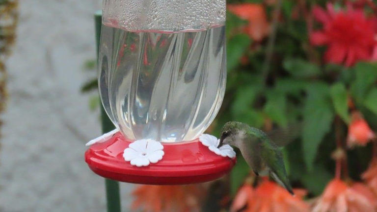Herbs That Attract Birds: Top Natural Plants for Your Garden