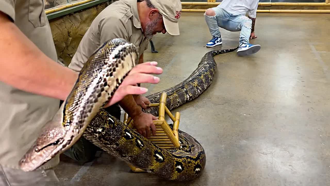 THIS PYTHON IS MASSIVE