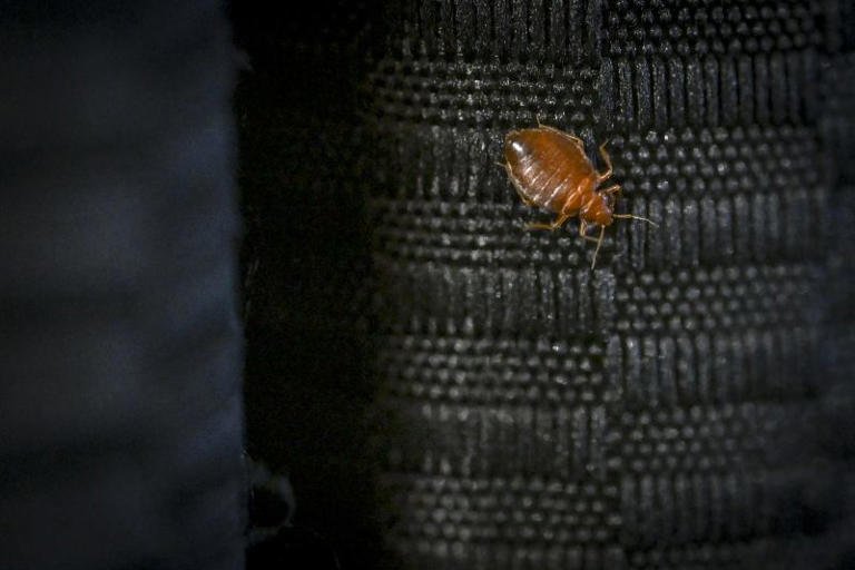 PDFUsing Heat to Kill Bed Bugs - Virginia