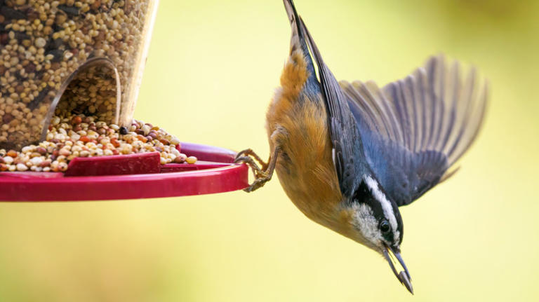 Does Bird Seed Cause Weeds? Uncover the Truth Now!