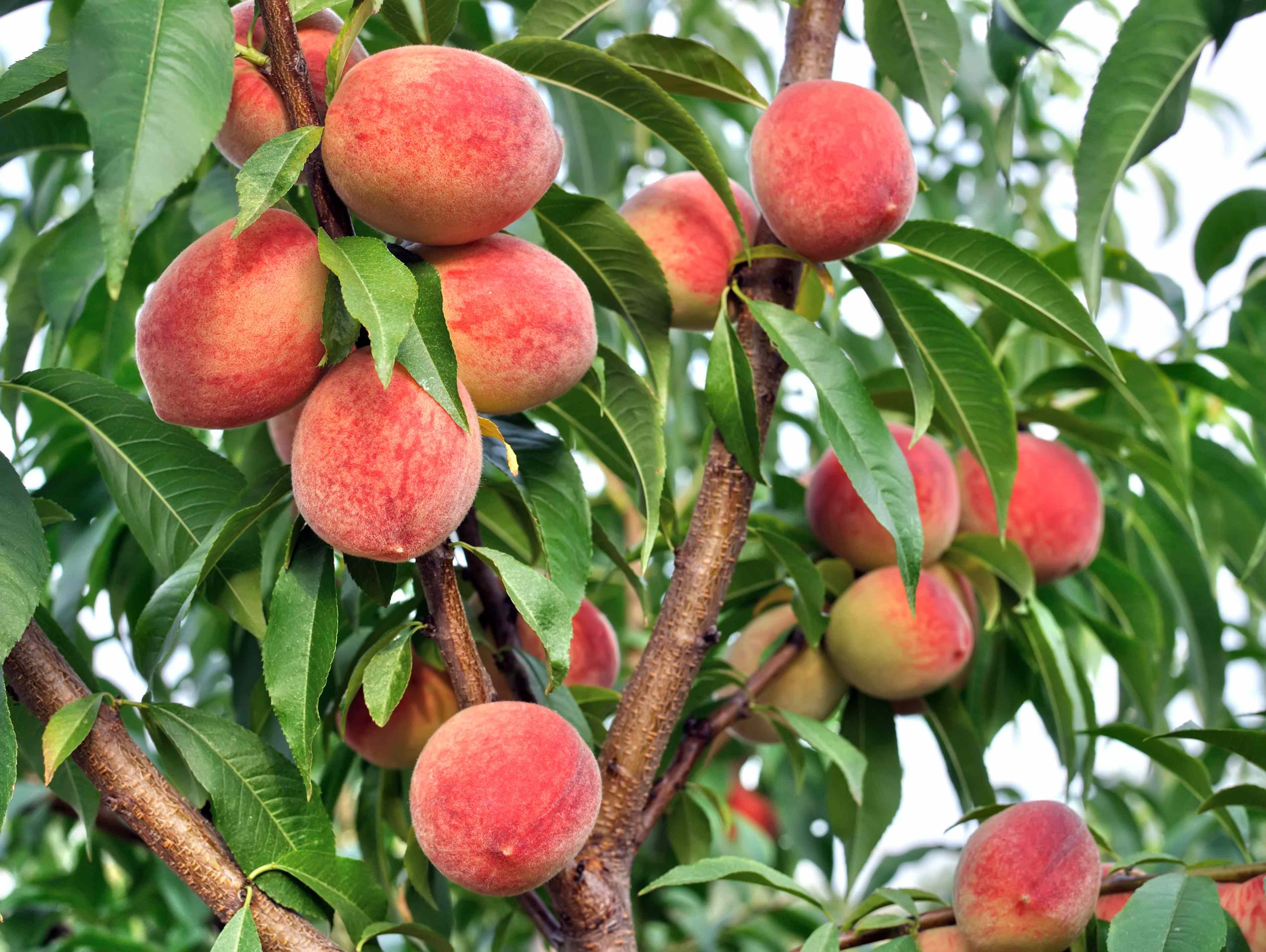 This Is the Worst Time to Prune Your Fruit Trees According to Experts This Is the Worst Time to Prune Your Fruit Trees According to Experts