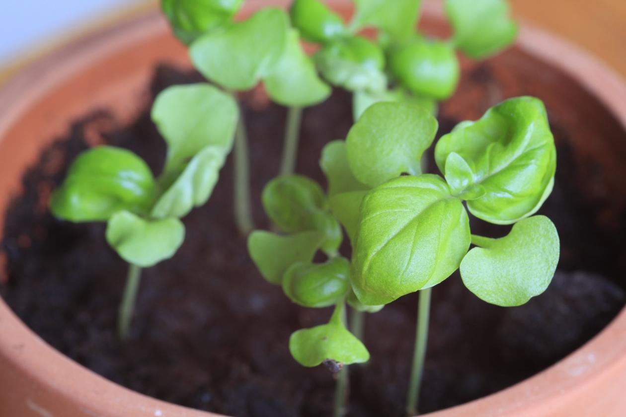 Plantas Medicinales: Un Refugio Natural para Aliviar el Estrés